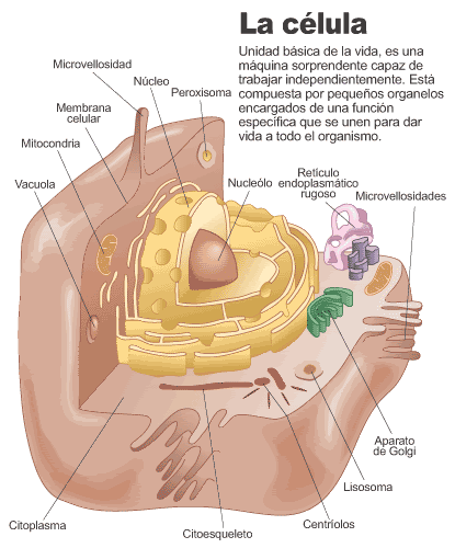 celula vegetal. celula vegetal partes. partes de la celula vegetal. partes de la celula vegetal. Elijahg. Apr 5, 10:16 PM. It will be interesting to see if Apple develops