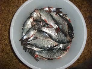Paveikslėlis
