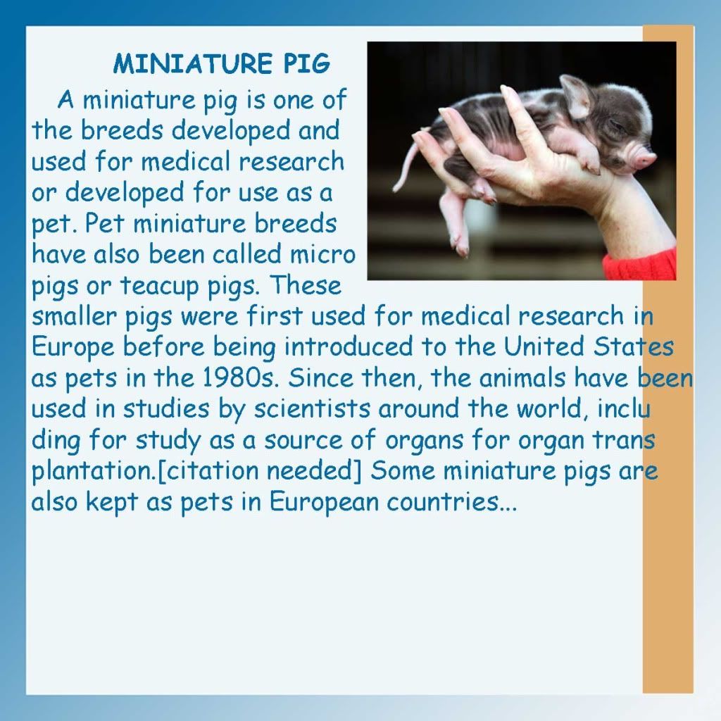 Micro Pig Information