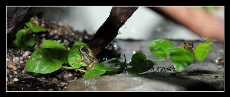 treefrogs2011.jpg