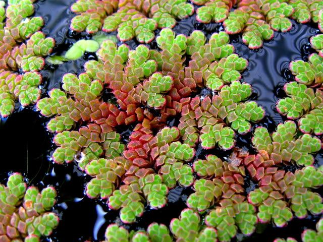 azolla.jpg