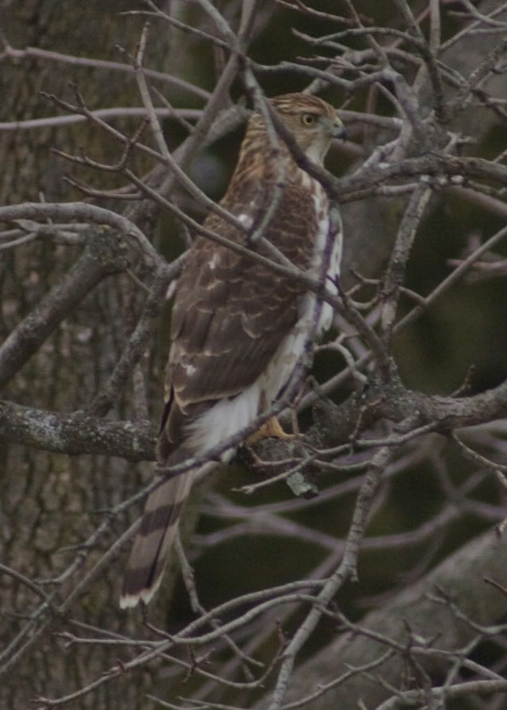 IMAGE: http://i730.photobucket.com/albums/ww304/snark97/Birds/Hawks/IMG_3174_edited-1.jpg