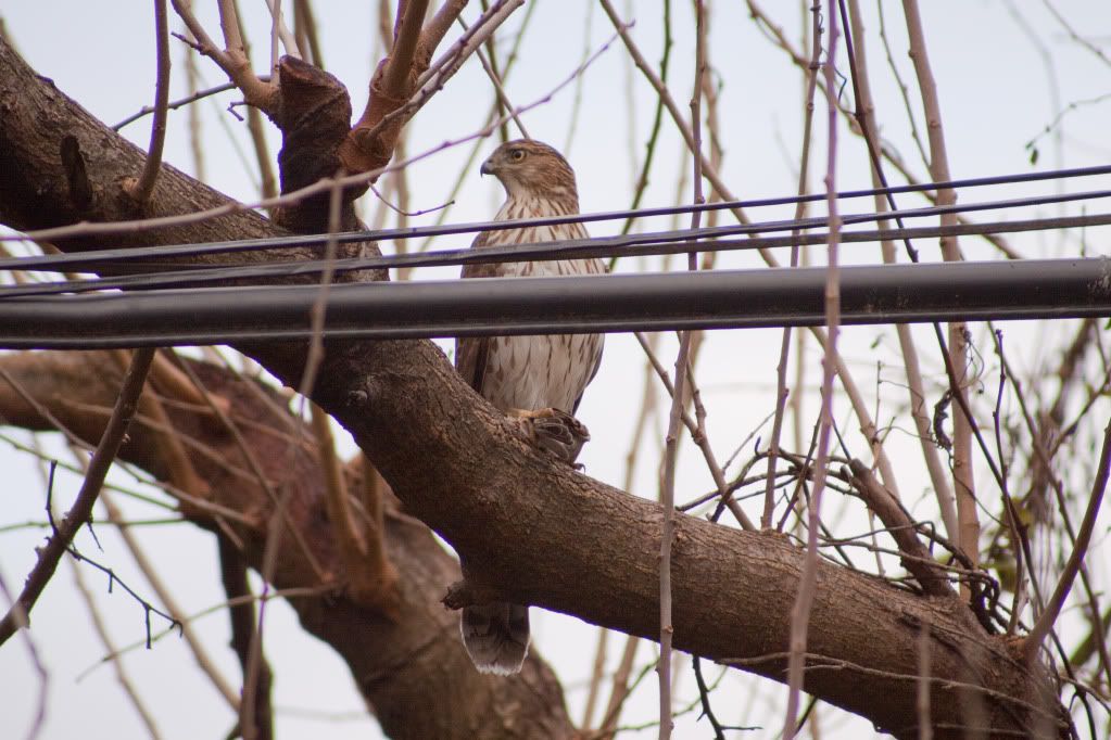 IMAGE: http://i730.photobucket.com/albums/ww304/snark97/Birds/Hawks/IMG_3178_edited-1.jpg