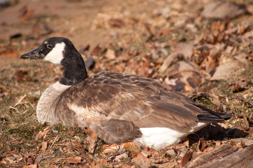 IMAGE: http://i730.photobucket.com/albums/ww304/snark97/IMG_2665_edited-1.jpg