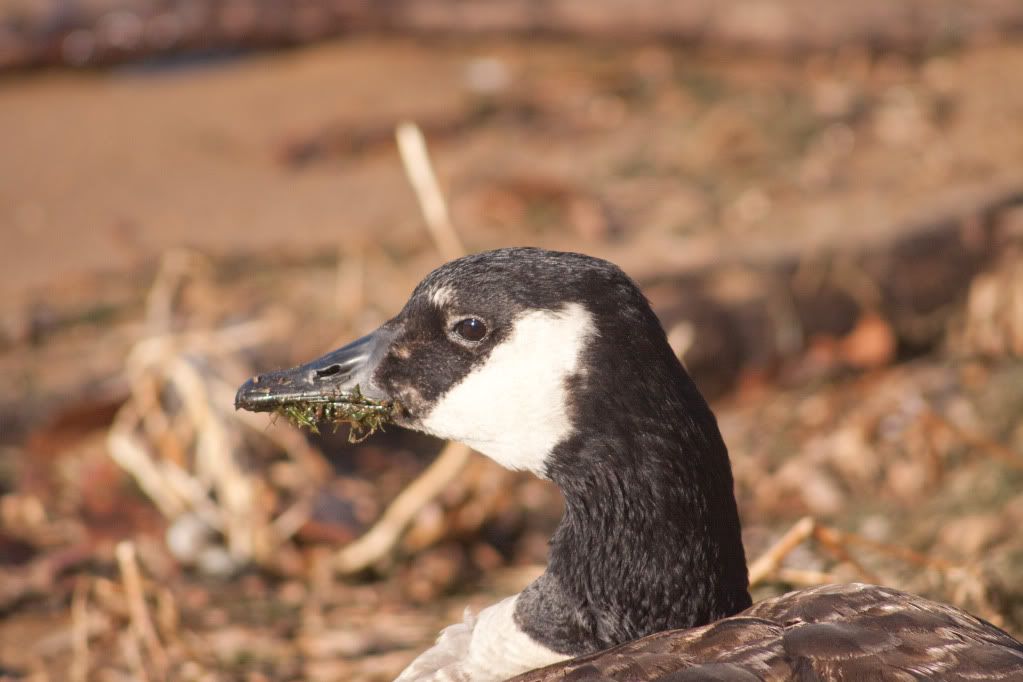 IMAGE: http://i730.photobucket.com/albums/ww304/snark97/IMG_2668_edited-1.jpg