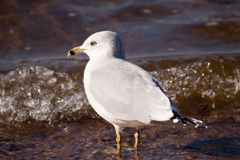 IMAGE: http://i730.photobucket.com/albums/ww304/snark97/IMG_2706_edited-1.jpg