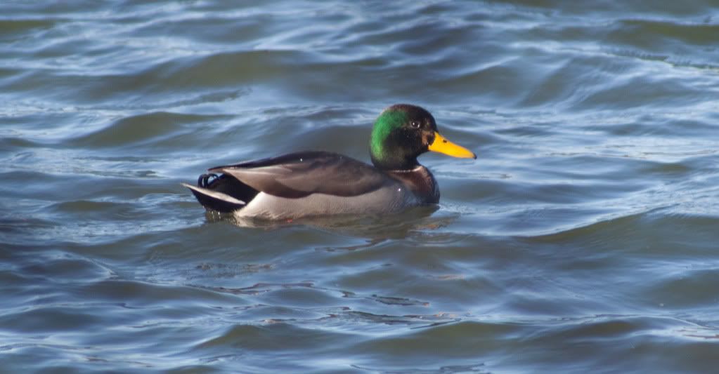 IMAGE: http://i730.photobucket.com/albums/ww304/snark97/IMG_2723_edited-1.jpg