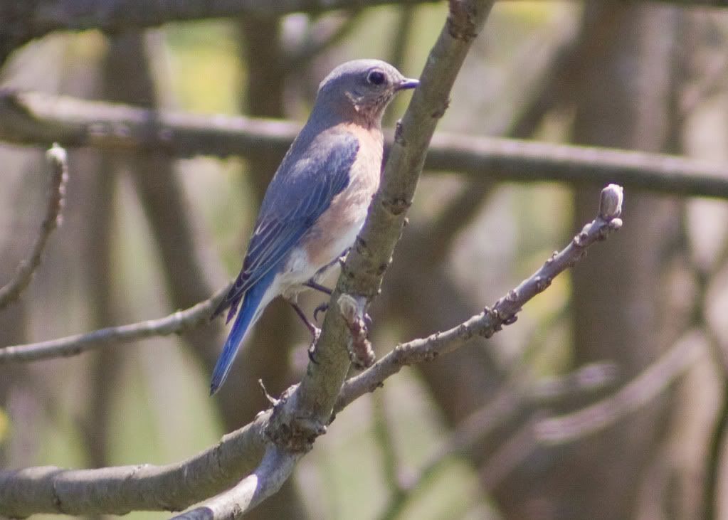 IMAGE: http://i730.photobucket.com/albums/ww304/snark97/IMG_4621_edited-1-1.jpg