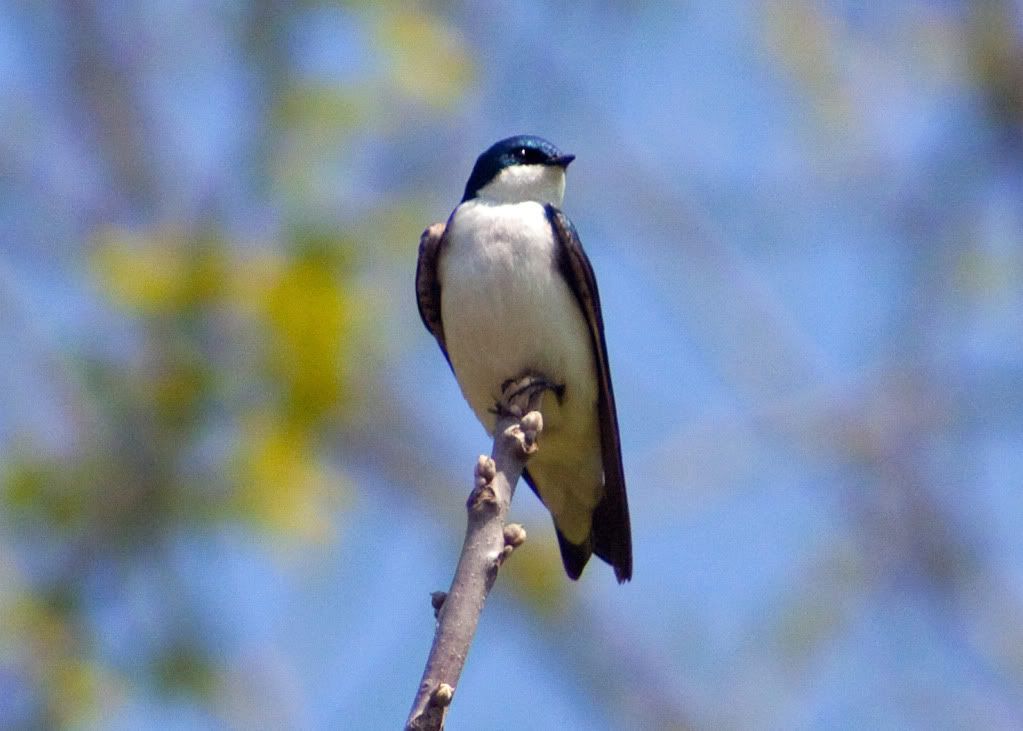 IMAGE: http://i730.photobucket.com/albums/ww304/snark97/IMG_4642_edited-1.jpg