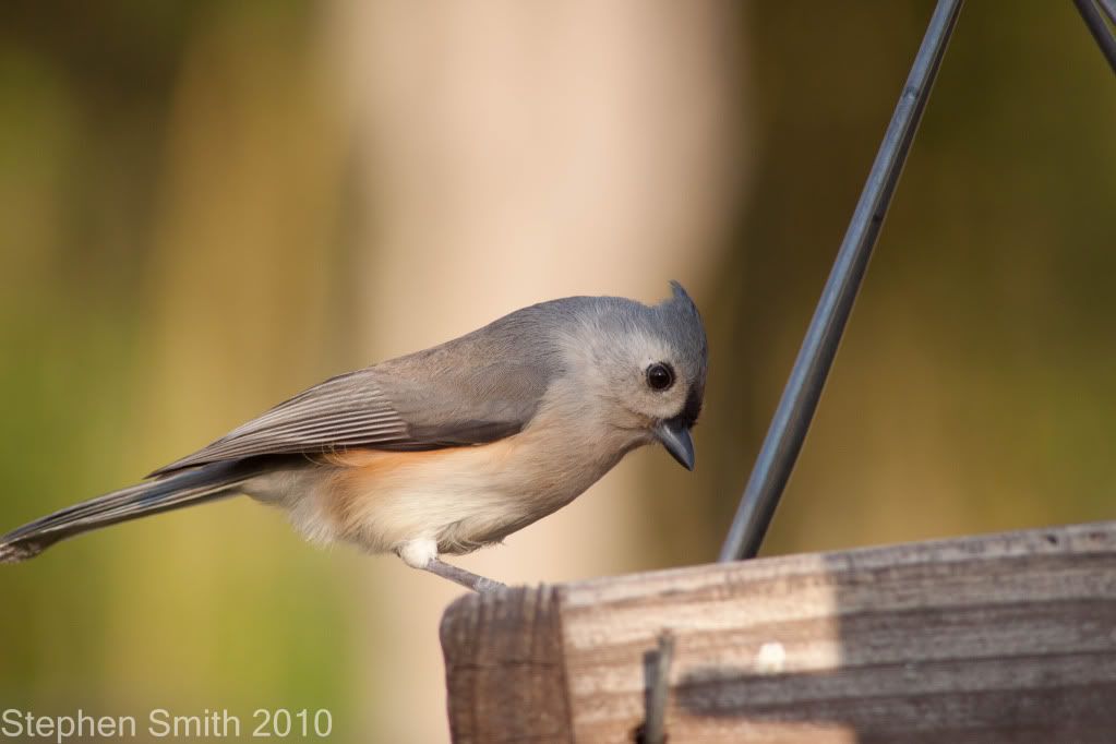 IMAGE: http://i730.photobucket.com/albums/ww304/snark97/IMG_6552.jpg