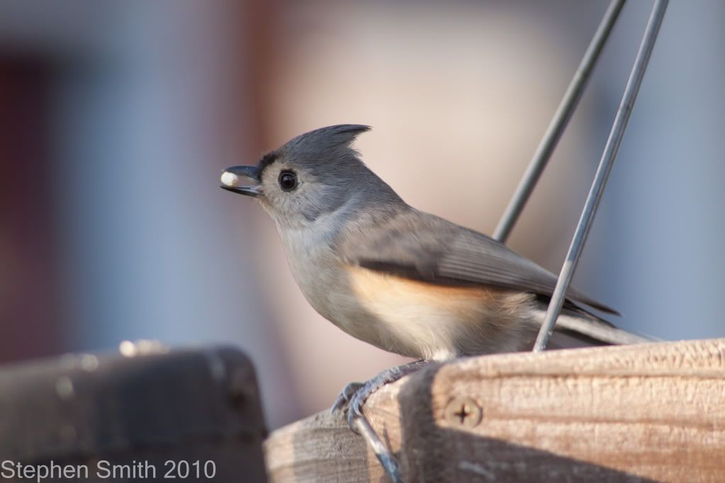 IMAGE: http://i730.photobucket.com/albums/ww304/snark97/IMG_6555.jpg