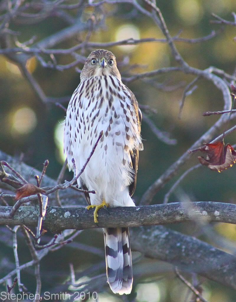 IMAGE: http://i730.photobucket.com/albums/ww304/snark97/IMG_6637.jpg