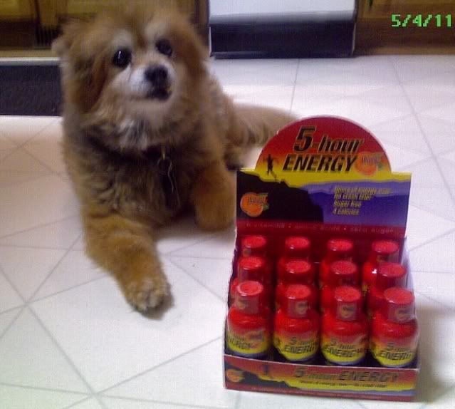 EnergeticDoggo.jpg