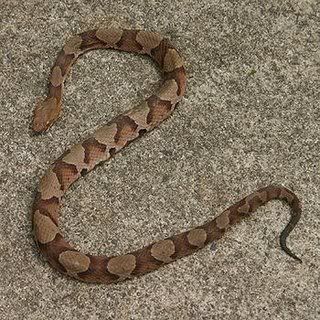 Copperhead Snake, a baby Copperhead has the same colori