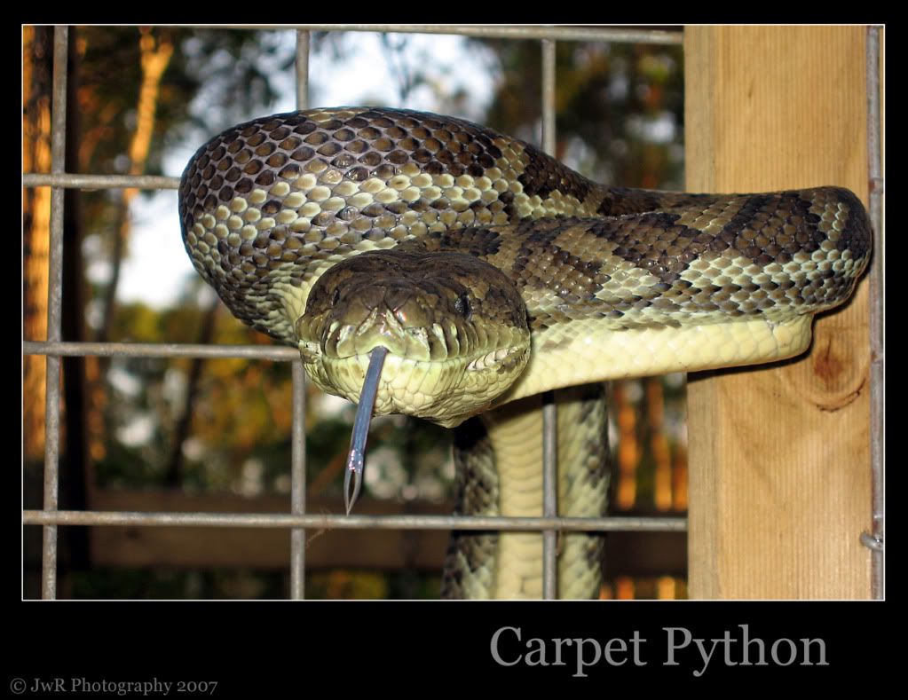 carpet-python.jpg