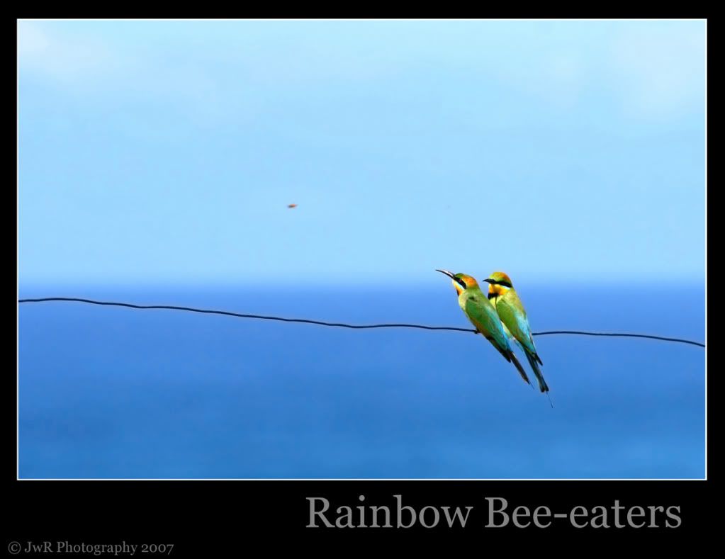 rainbow-bee-eaters-web.jpg