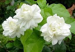 ปลูกต้นมะลิต้องมีเทคนิค