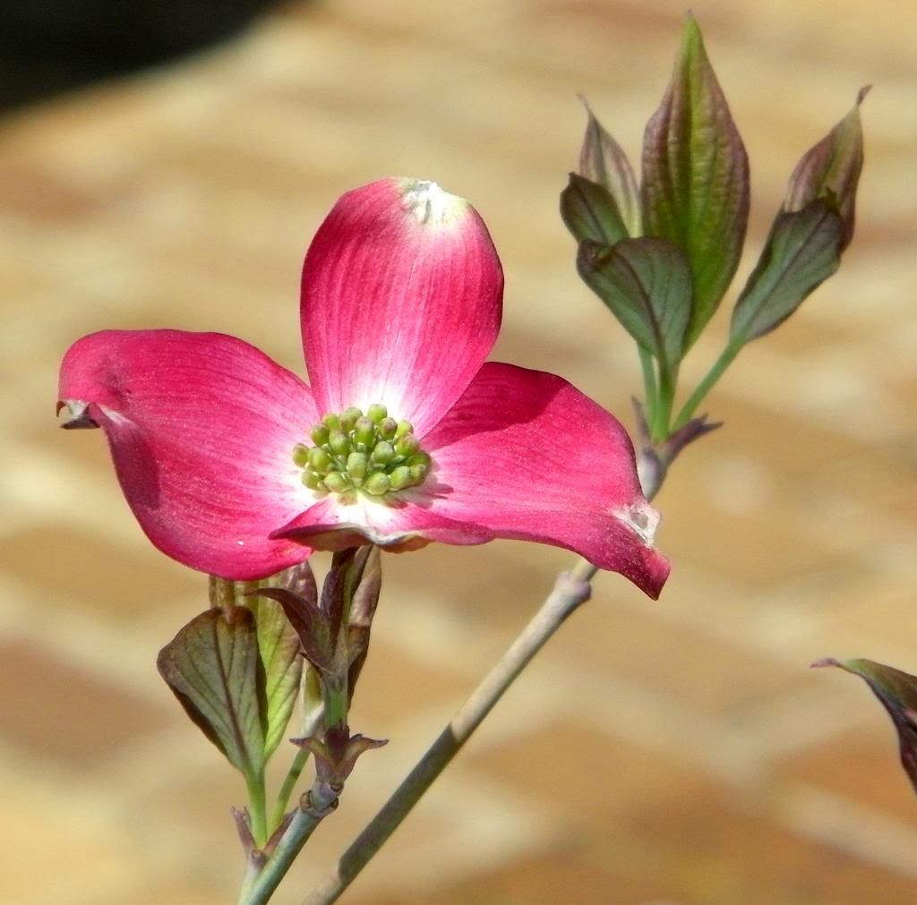 photo PinkDogwood_zpse003424f.jpg