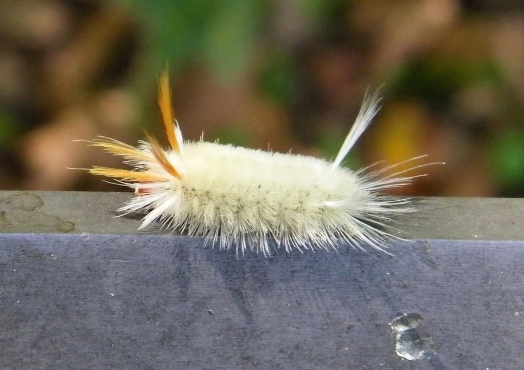 Rock Spring Critter photo Critter_zpsd4b81747.jpg