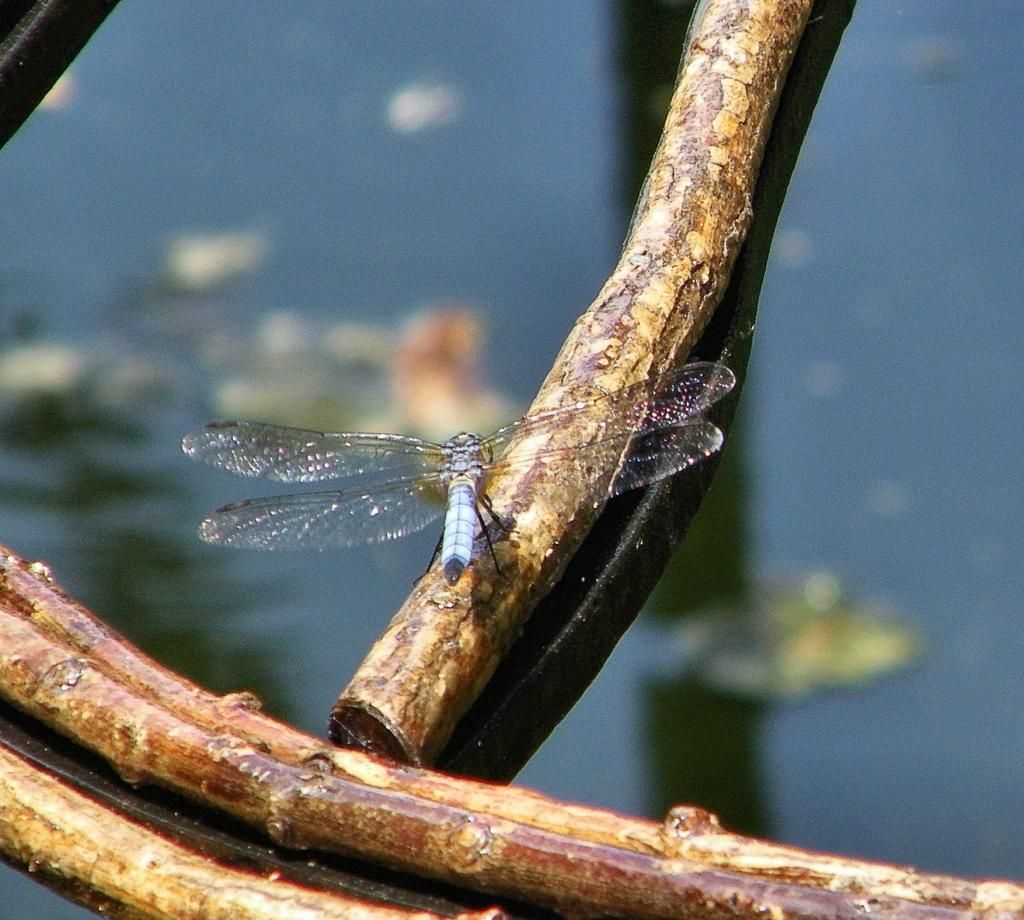 Cheekwood, Nashville, TN photo CheekwoodDragonfly_zps510cc5dd.jpg