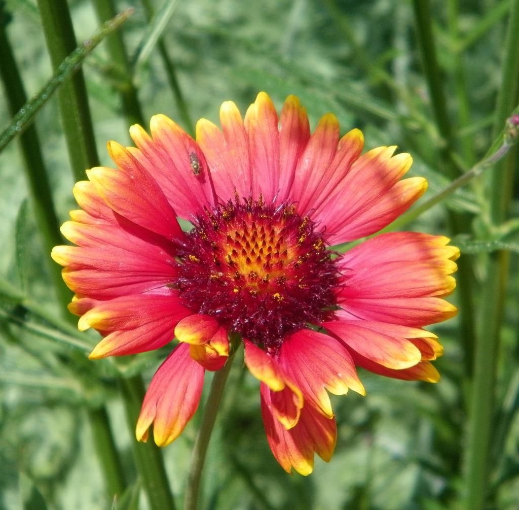 photo CheekwoodFlower2_zps7761c53b.jpg