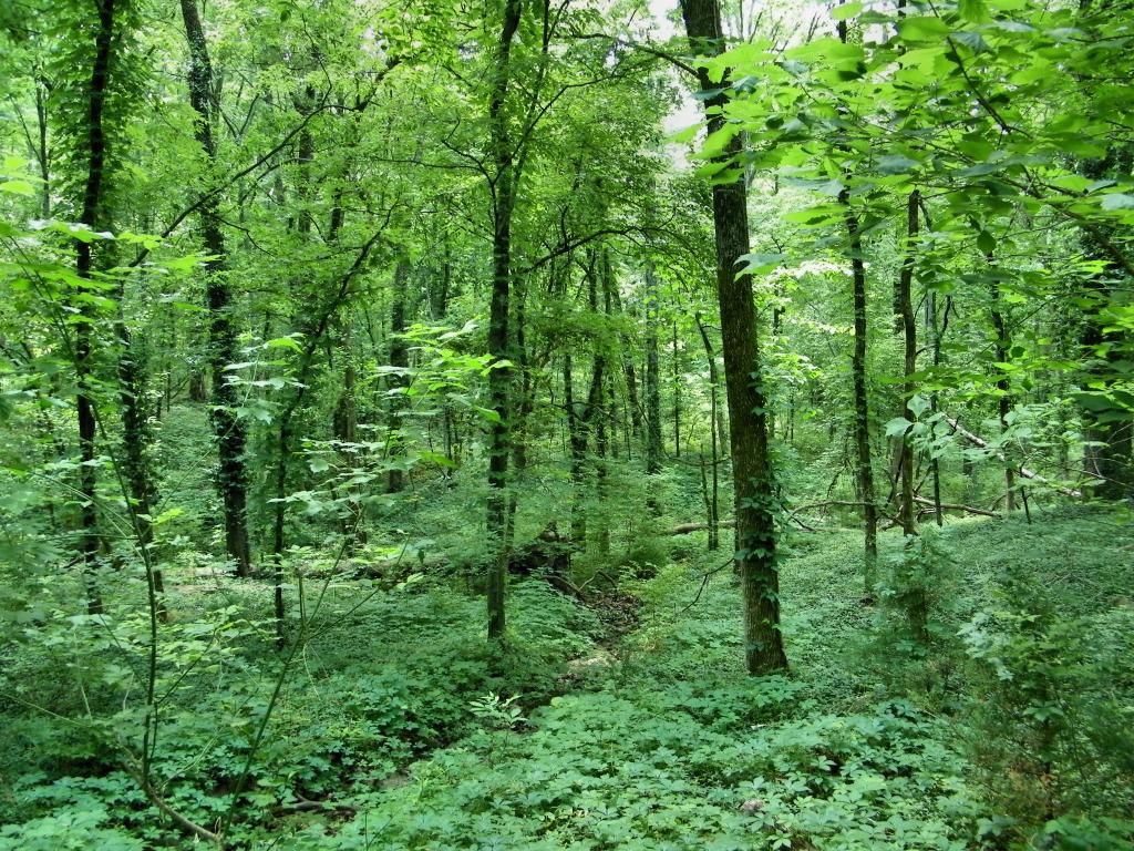 Cheekwood, Nashville, TN photo CheekwoodGreenery_zpsc47f2a15.jpg