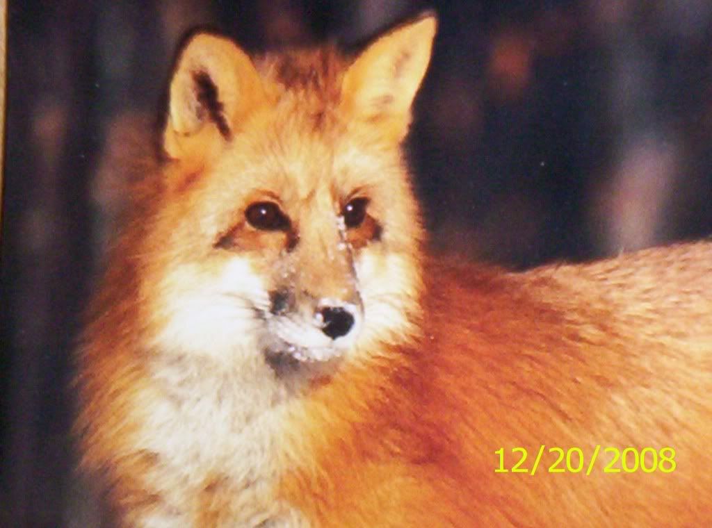 fox.jpg