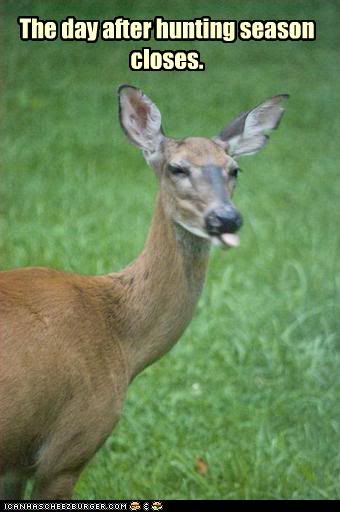 funny-pictures-deer-sticks-tongue-o.jpg