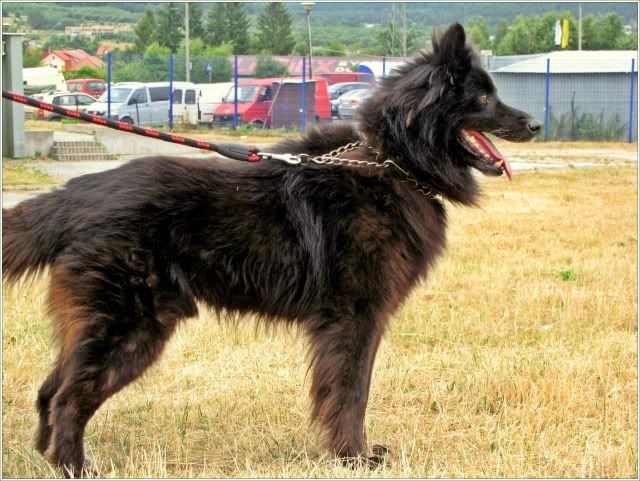 Obrazek