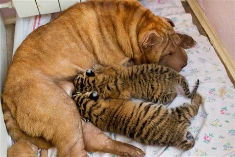 TigersWrinksGrandkids.jpg