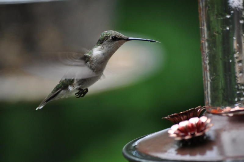 TinkerersHummingbird2.jpg