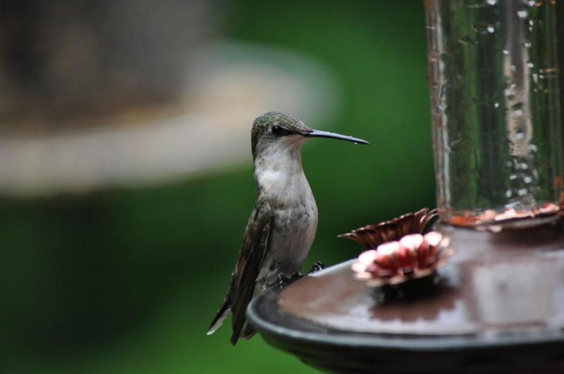 TinkerersHummingbird3.jpg
