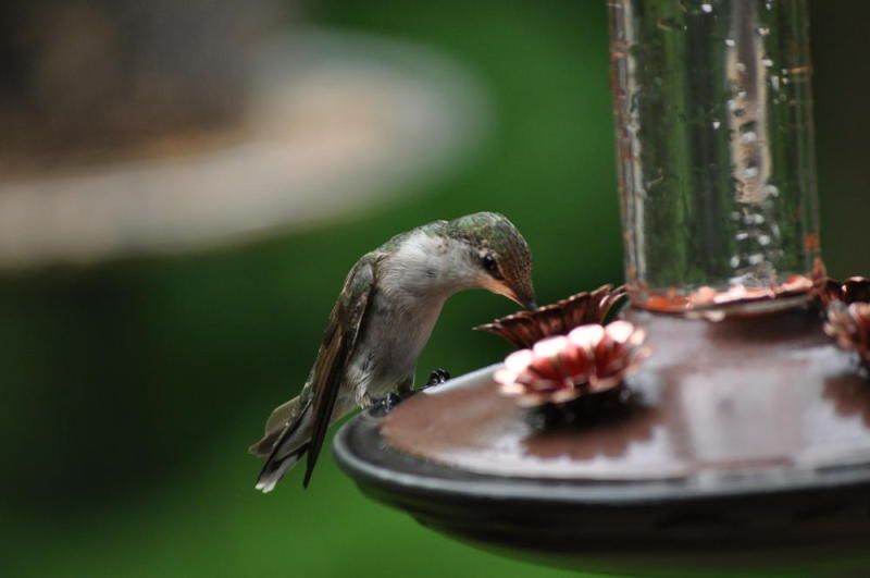 TinkerersHummingbirds1.jpg