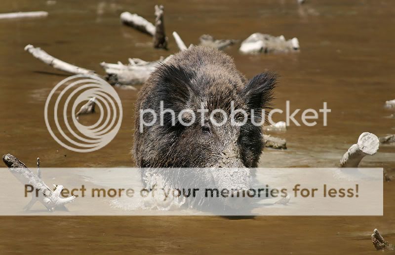 WILD BOAR Wild Hogs Razerback animal figure Japan gift  
