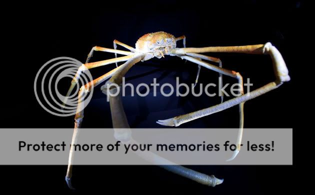 JAPANESE SPIDER CRAB Marine Arthropod chocoq figure takara Kaiyodo 