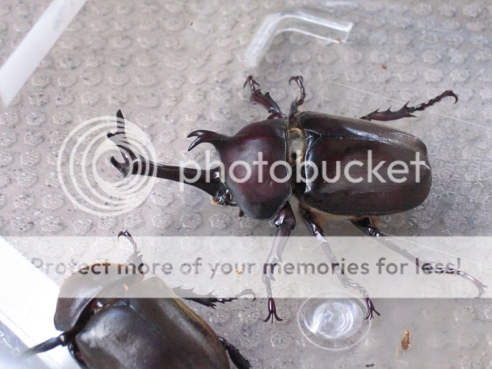 JAPANESE RHINOCEROS BEETLE horned beetle