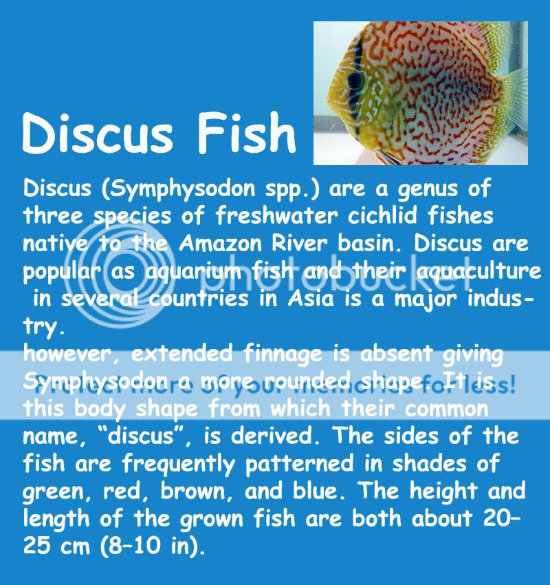 Discus Fish Cichild Freshwater Choco Egg Furuta Kaiyodo Mini 3D Art 
